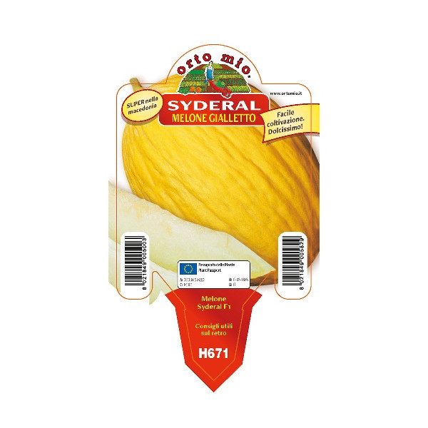 Melone giallo meraviglia di Trapani "Syderal F1" [Vaso 10cm]