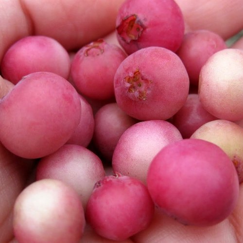 Mirtillo Rosa Pinkberry (Vaccinium corymbosum "Pink Lemonade") [Vaso 1,5 Litri]