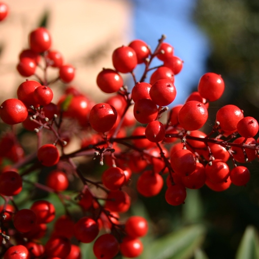 Mirtillo Rosso Americano o Cranberry (Vaccinium macrocarpon) [Vaso 9cm]