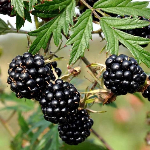 Mora "Black Satin" - Medio/Tardivo Senza Spine (Rubus fruticosus) [Vaso 1,5 Litri]