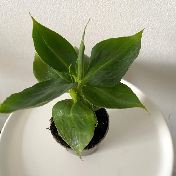 Musa acuminata "Lundager" (Banano Nano) Baby Plant [Vaso 6cm | H. 15 cm.]