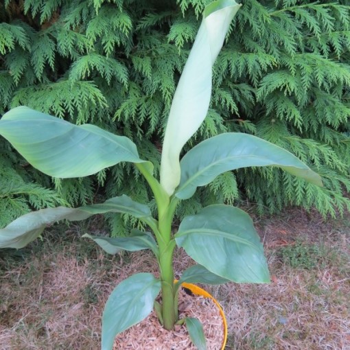 Musa japonica "Tchetchenia" (Banano giapponese) [H. 70 cm.]