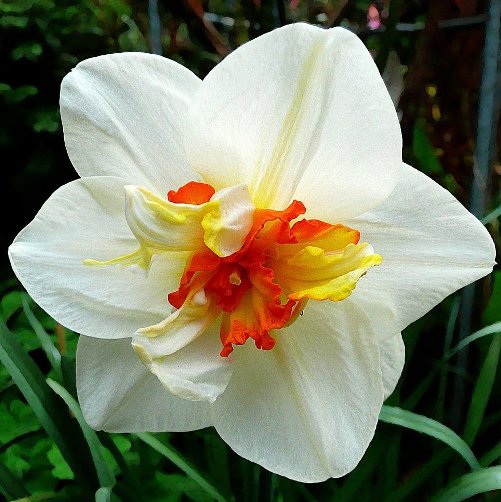 Narciso Flower Drift (6 BULBI)