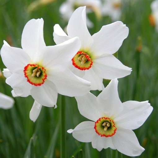 Narcissus poeticus recurvus [Vaso 18cm]