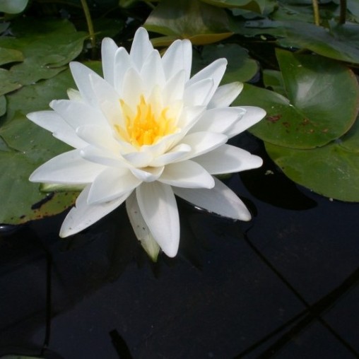 Nymphaea "Perry's Double White" (Ninfea)