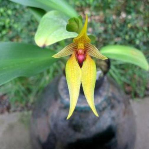 Orchidea Bulbophyllum carunculatum [Vaso 11cm]