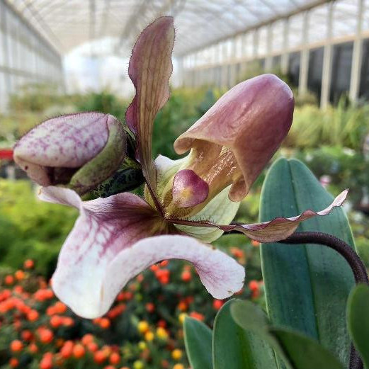 Orchidea Paphiopedilum "Pinocchio" [Vaso 9cm]