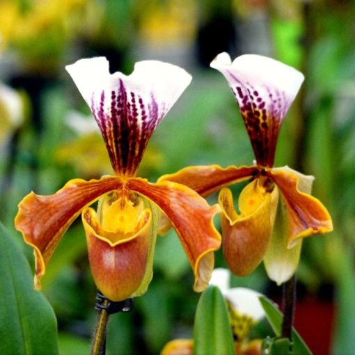 Orchidea Paphiopedilum "Scarpetta" [Vaso 9cm]