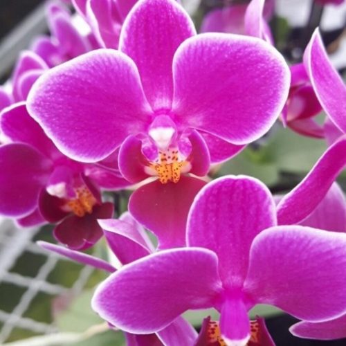 Orchidea Phalaenopsis "Fucsia-Bianca" [Vaso 9cm]