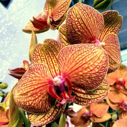Orchidea Phalaenopsis "Hong Kong" [Vaso 12cm]