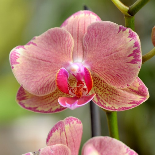 Orchidea Phalaenopsis "Pirate Picote" [Vaso 12cm]