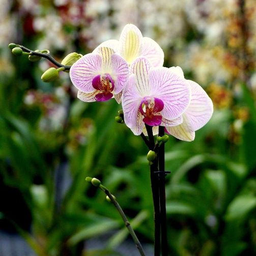 Orchidea Phalaenopsis "Shanghai" [Vaso 12cm]