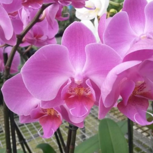 Orchidea Phalaenopsis "Sorte Viola" [Vaso 12cm]