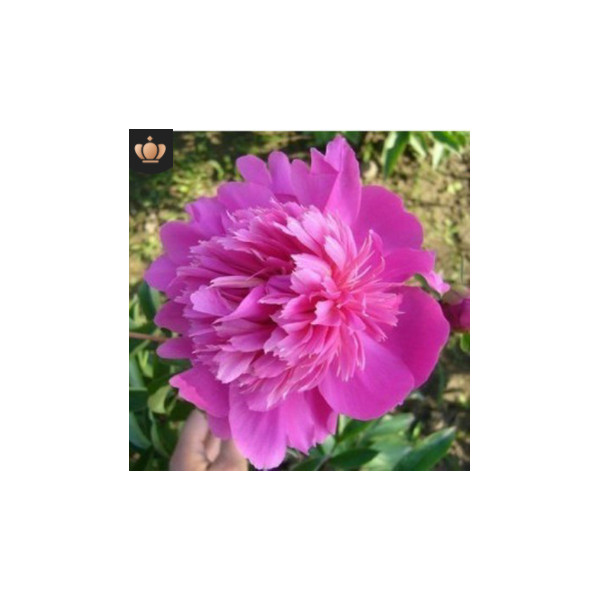 Paeonia x lactiflora "Zhu Sha" (Peonia) [Vaso 10cm]