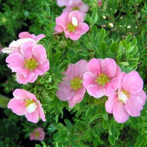 Potentilla fruticosa "Lovely Pink" [Vaso 15cm]