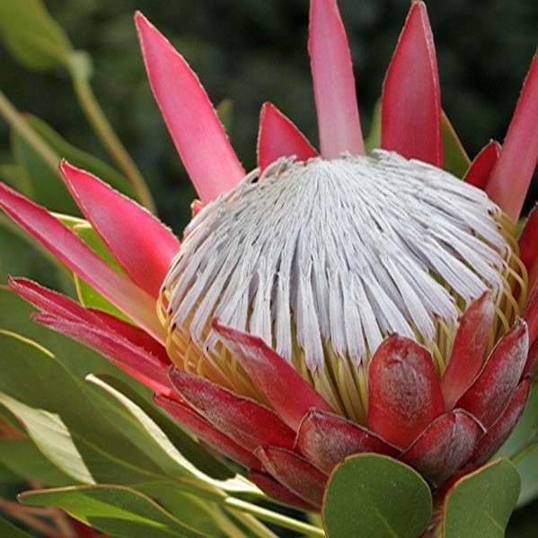 Protea cynaroides "Madiba" [Vaso 17cm]