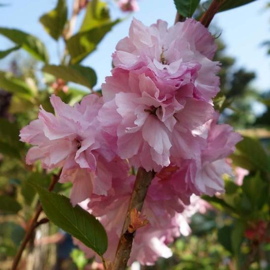 Prunus "Pink Perfection" (Ciliegio da fiore) [H. 180+ cm]