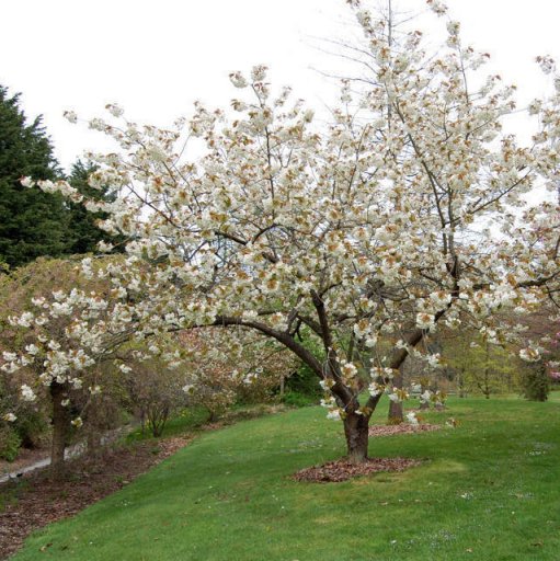 Prunus "Ukon" (Ciliegio da fiore) [H. 180 cm.]