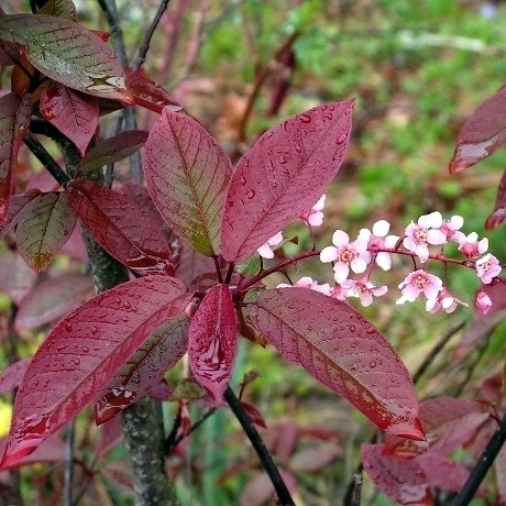 Prunus padus "Colorata" (Ciliegio da fiore) [Vaso 24cm]