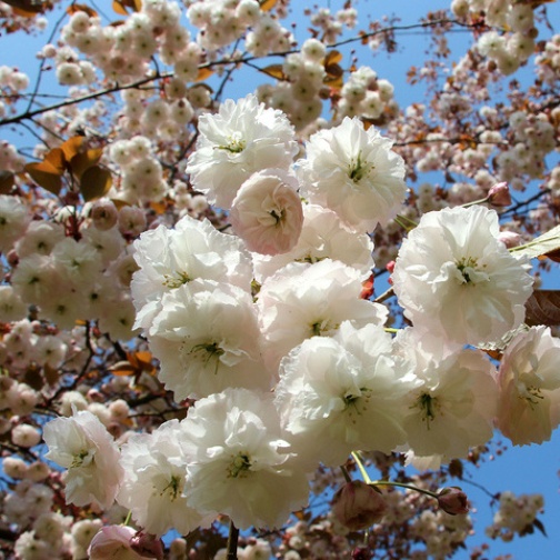 Prunus serrulata "Shirofugen" (Ciliegio da fiore) [H. 120 cm.]