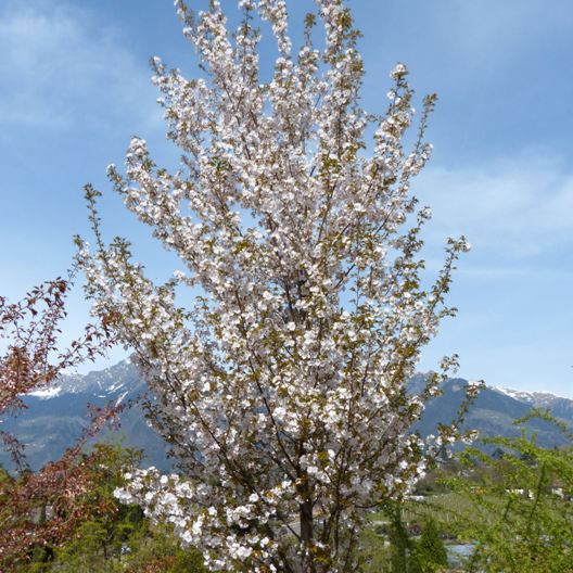 Prunus serrulata "Sunset Boulevard" (Ciliegio da fiore) [H. 170 cm.]