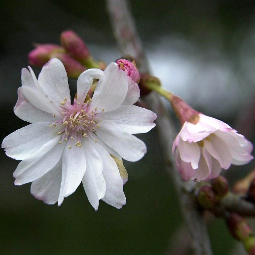 Prunus x subhirtella "Pendula" (Ciliegio da fiore) [H. 175-200 cm.]