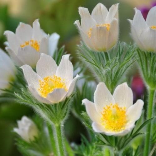 Pulsatilla vulgaris "Alba" (Fiore di Pasqua) [Vaso 18cm]