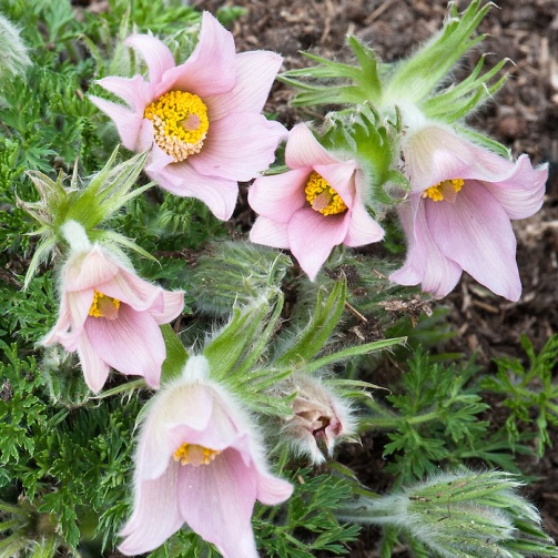 Pulsatilla vulgaris "Perlenglocke" (Fiore di Pasqua) [Vaso 8/10cm]