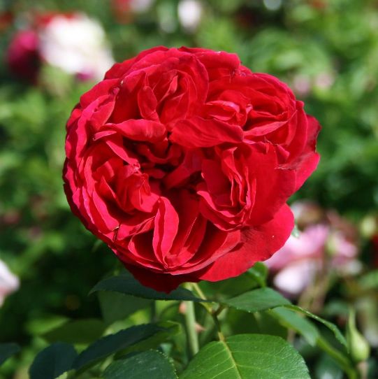 Red Eden Rose [Vaso 19cm]