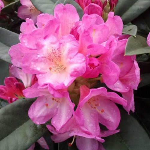 Rhododendron "Eucharitis" (Rododendro) [Vaso 23cm]
