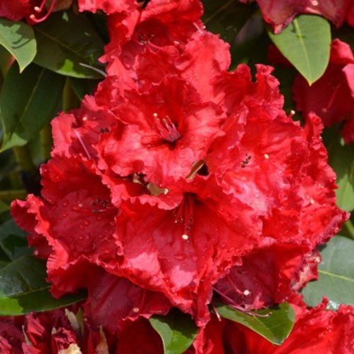 Rhododendron "Red Jack" (Rododendro) [Vaso 22cm]