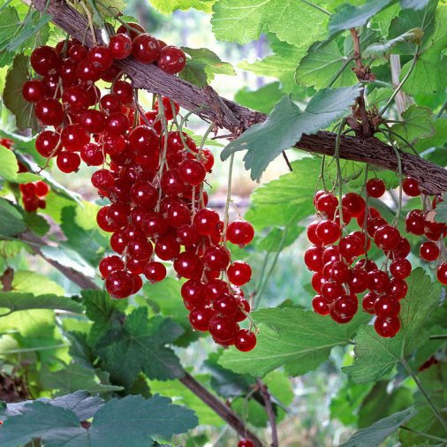 Ribes Rosso "Junifer" [Vaso 1,5 Litri]