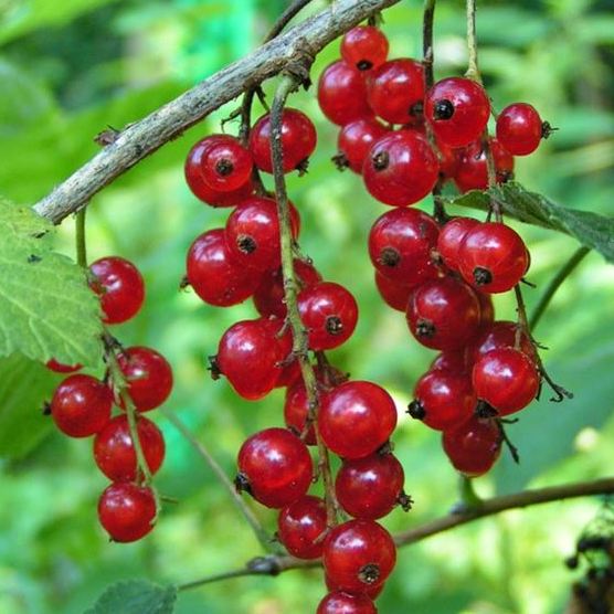 Ribes Rosso a Media Maturazione (Ribes rubrum) [Vaso 17cm]