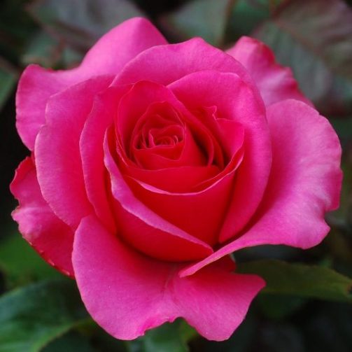 Rosa Bengala [Vaso 19cm]