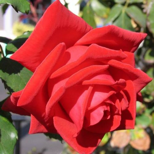 Rosa alberello rosso geranio [Vaso 24cm]