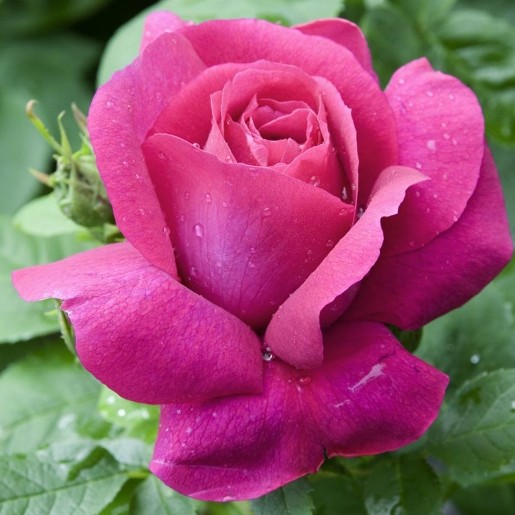 Rosa alberelloCaprice de Meilland [Vaso 9 litri]