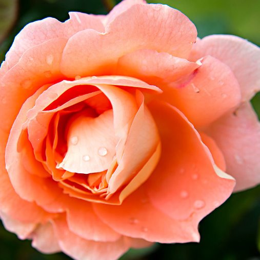 Rosa alberelloMuria [Vaso 9 litri]