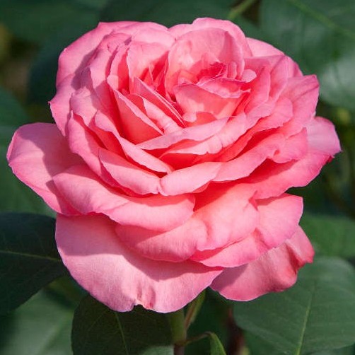 Rosa alberelloPanthere Rose [Vaso 11 litri]