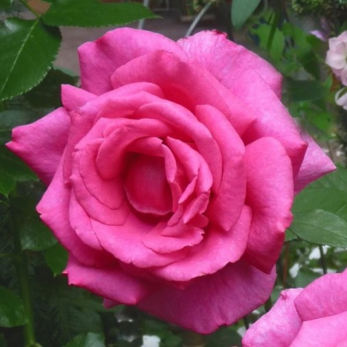 Rosa alberelloParole [Vaso 11 litri]