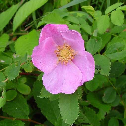 Rosa palustris [Vaso 18cm]