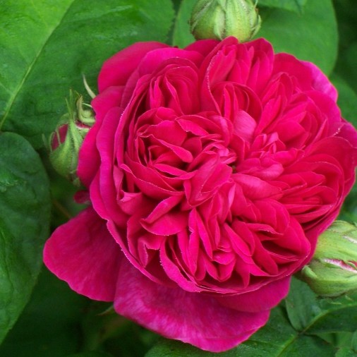Rose de Rescht [Vaso 19cm]