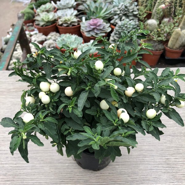 Solanum pseudocapsicum "Albino" [Vaso 10cm | H. 25 cm.]