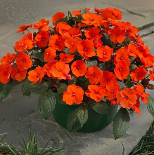 Sunpatiens "Compact Orange" [Vaso 10,5cm]