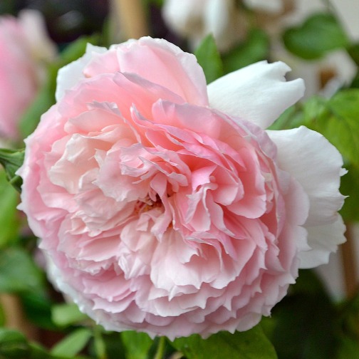 The Wedgwood Rose [Vaso 19cm]