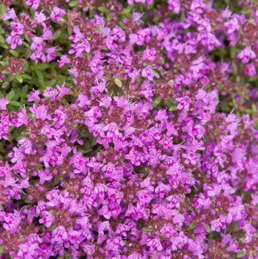 Thymus praecox "Purple Beauty" (Timo) [Vaso 10cm]