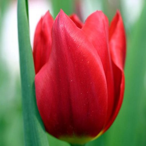 Tulipano Darwin Hybrid Apeldoorn (10 BULBI)