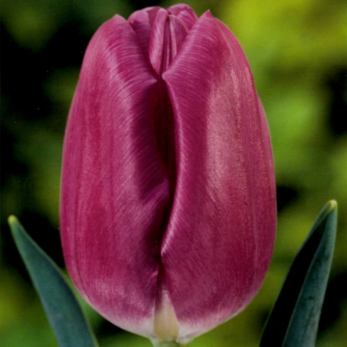 Tulipano Darwin Passionale (8 BULBI)