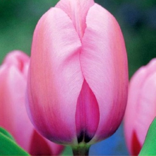 Tulipano Darwin Pink Impression (8 BULBI)