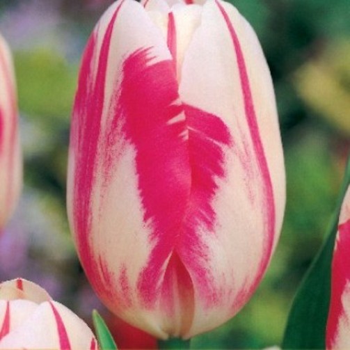 Tulipano Darwin Sorbet (10 BULBI)