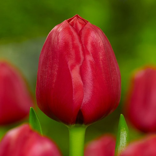 Tulipano Ile de France (10 BULBI)